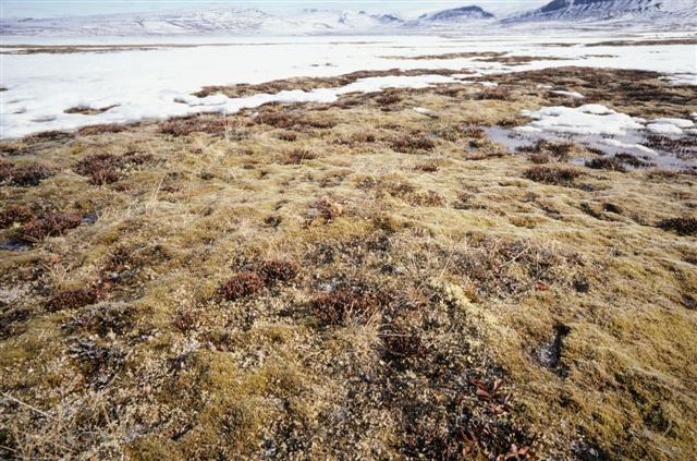 Mild weather and rain melted much of the snow in south-central Alaska