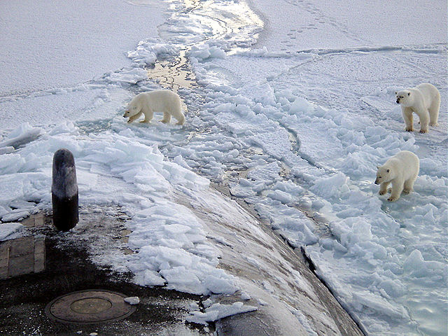 Polar bears near north pole