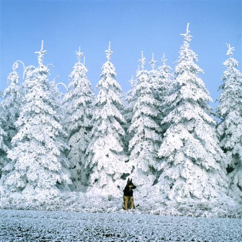 Dog in a snowy arctic