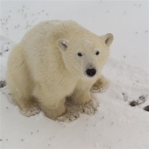 Polar bear