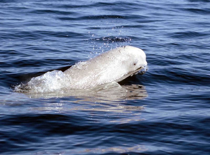 Beluga in the mouth of the Churchill River in the Hudson Bay, Canada