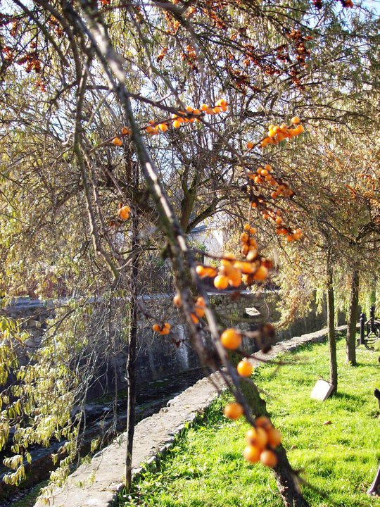 Variety of flola makes Syktyvkar unique among Russian northern cities