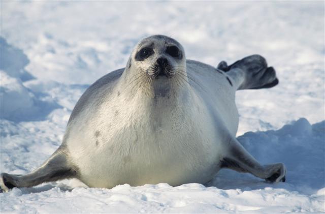 Seal in the arctic