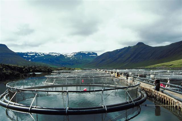 Fish farm outside of Thorshaven