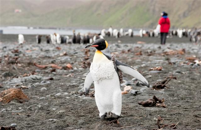 Penguin in the Antarctic