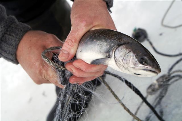 Fish caught in a net