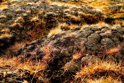 Vegetation of Svalbard