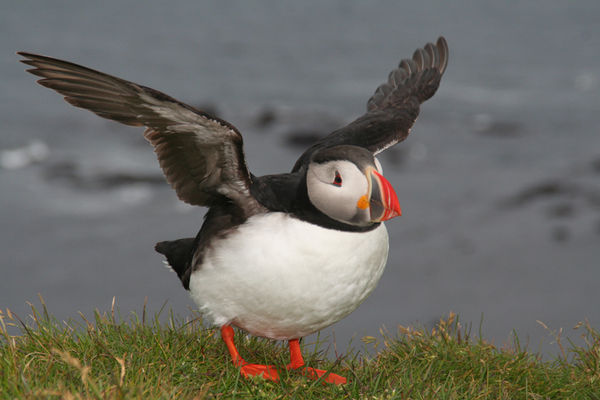 Puffin in Iceland