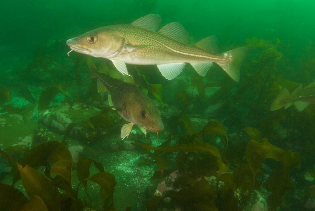 Cod in Icelandic waters