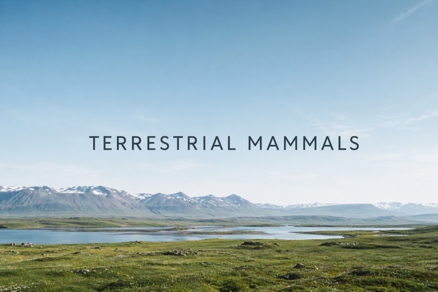 Terrestrial Mammals