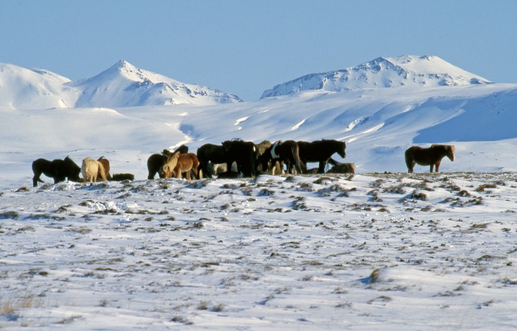 Icelandic horses during the winter