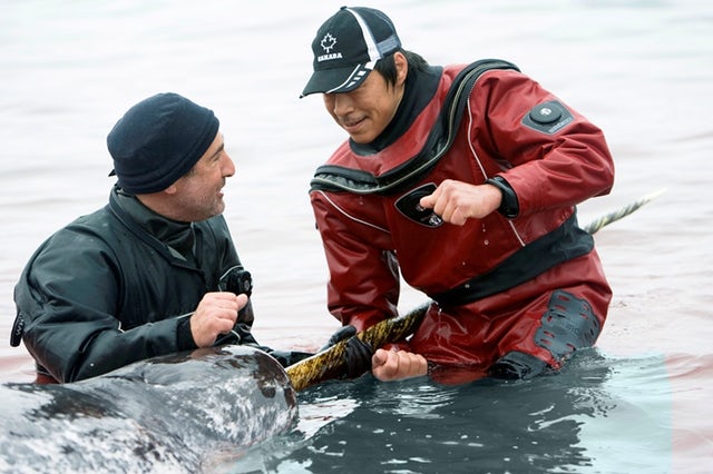 Narwhal being taken care of