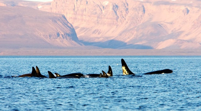 Orcas