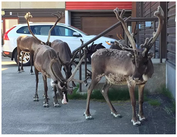 Reindeer Finland2