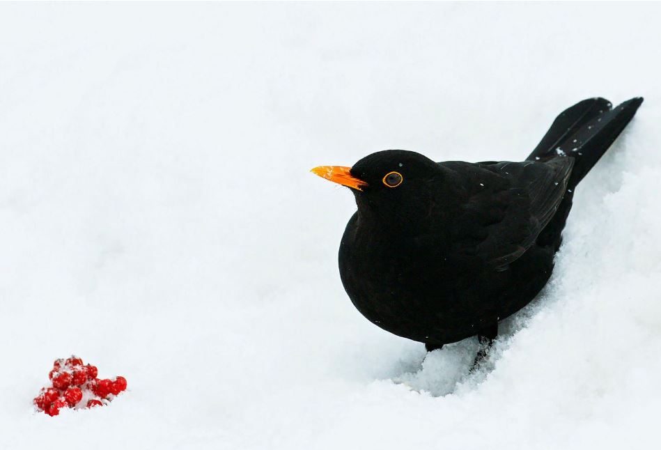 Blackbird in Iceland