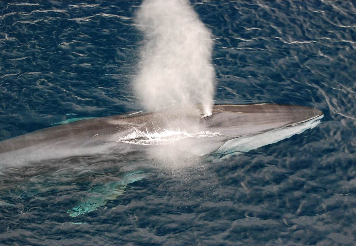 Whaling 2024 animal2