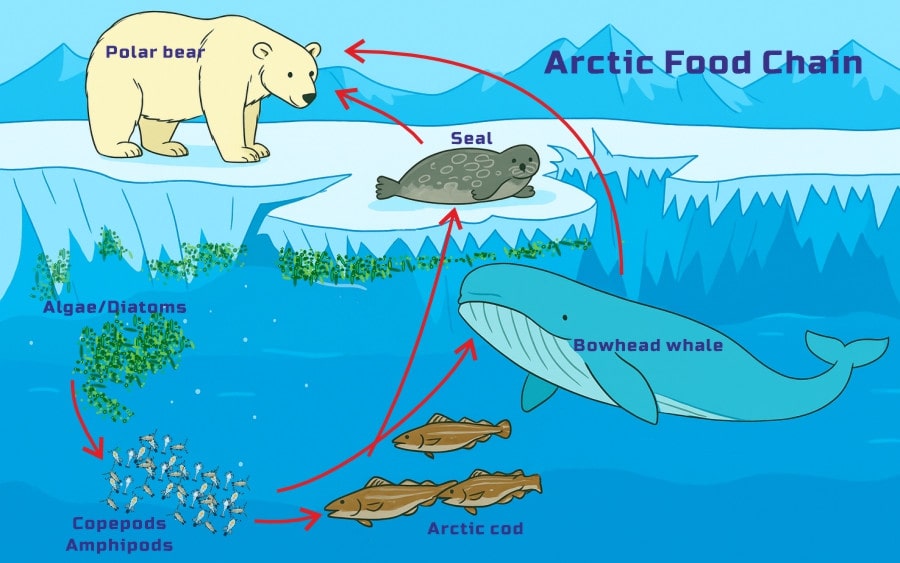 Arctic Food Chain