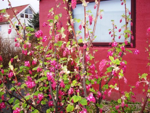 Tórshavn in April