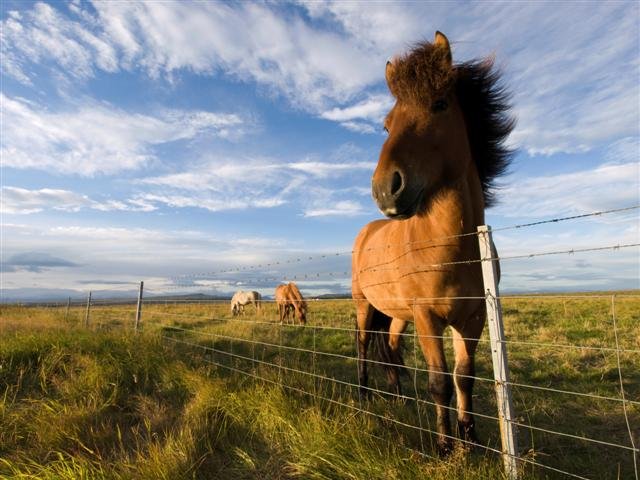 The Icelandic horse