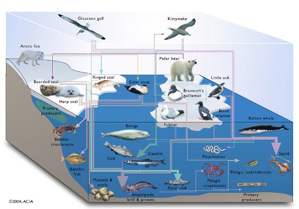 Marine Food Web