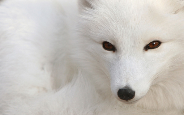 Arctic fox