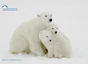 polar bear family