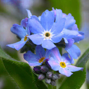 arctic flower