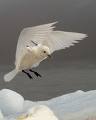 Ivory gull