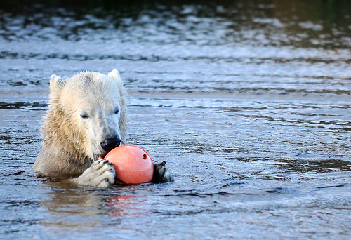 Walker the polar bear