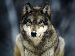 grey wolf