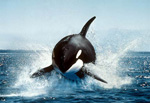 Orca killer whale