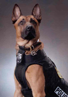 Police dog, K-9