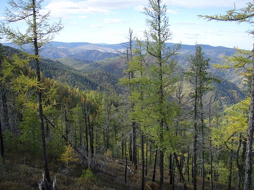 Siberian Taiga