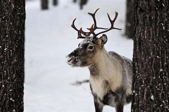 Reindeer during winter