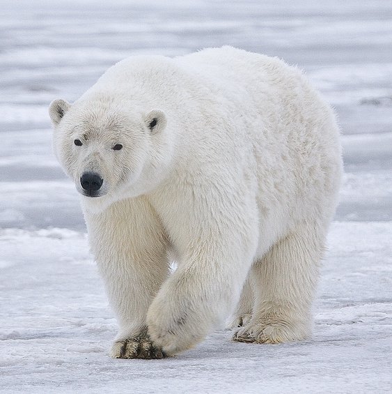 Polar Bear in Alaska