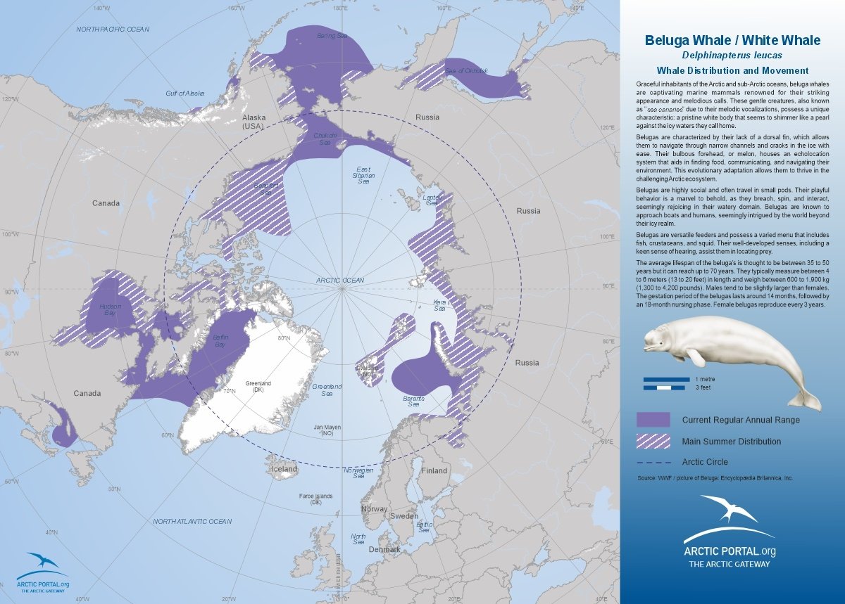 Arctic Portal Map - Beluga Whale Distribution and Movement