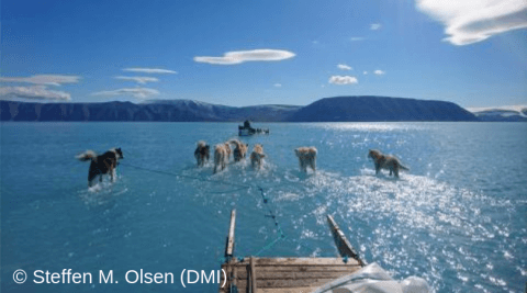 greenland dogs walking on water