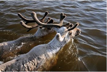 reindeers swimming