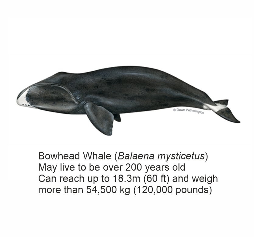 Bowhead Whale - Balaena Mysticetus