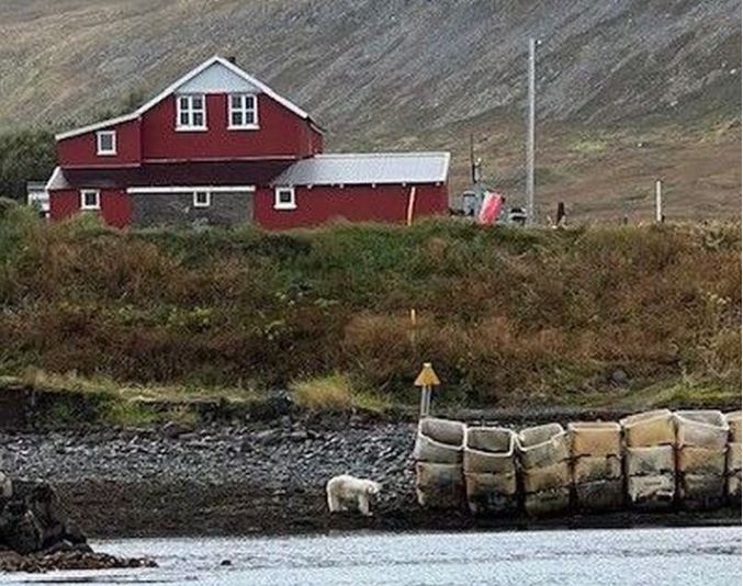 PolarBear Iceland Hofdastrond