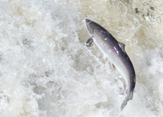 Salmon jumping up a waterfall