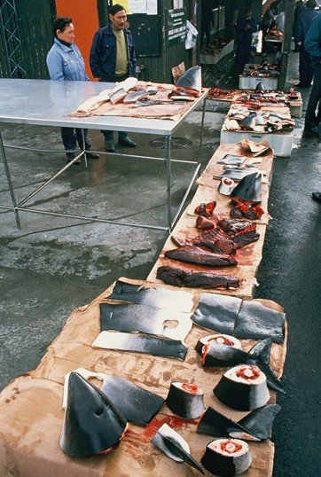 Fishing Market in Nuuk, Greenland