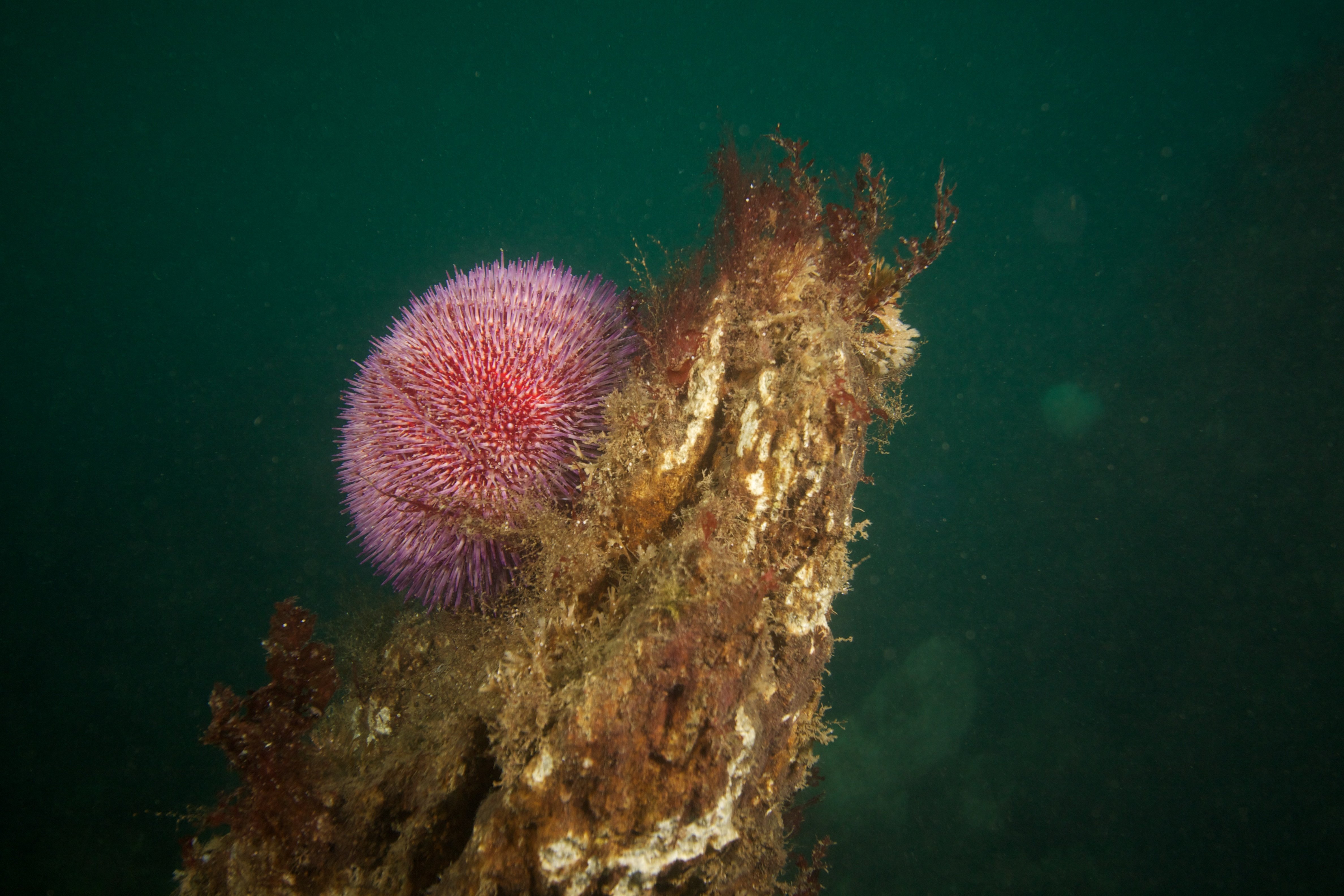 Sea urchin