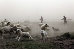 Local animals covered in ash